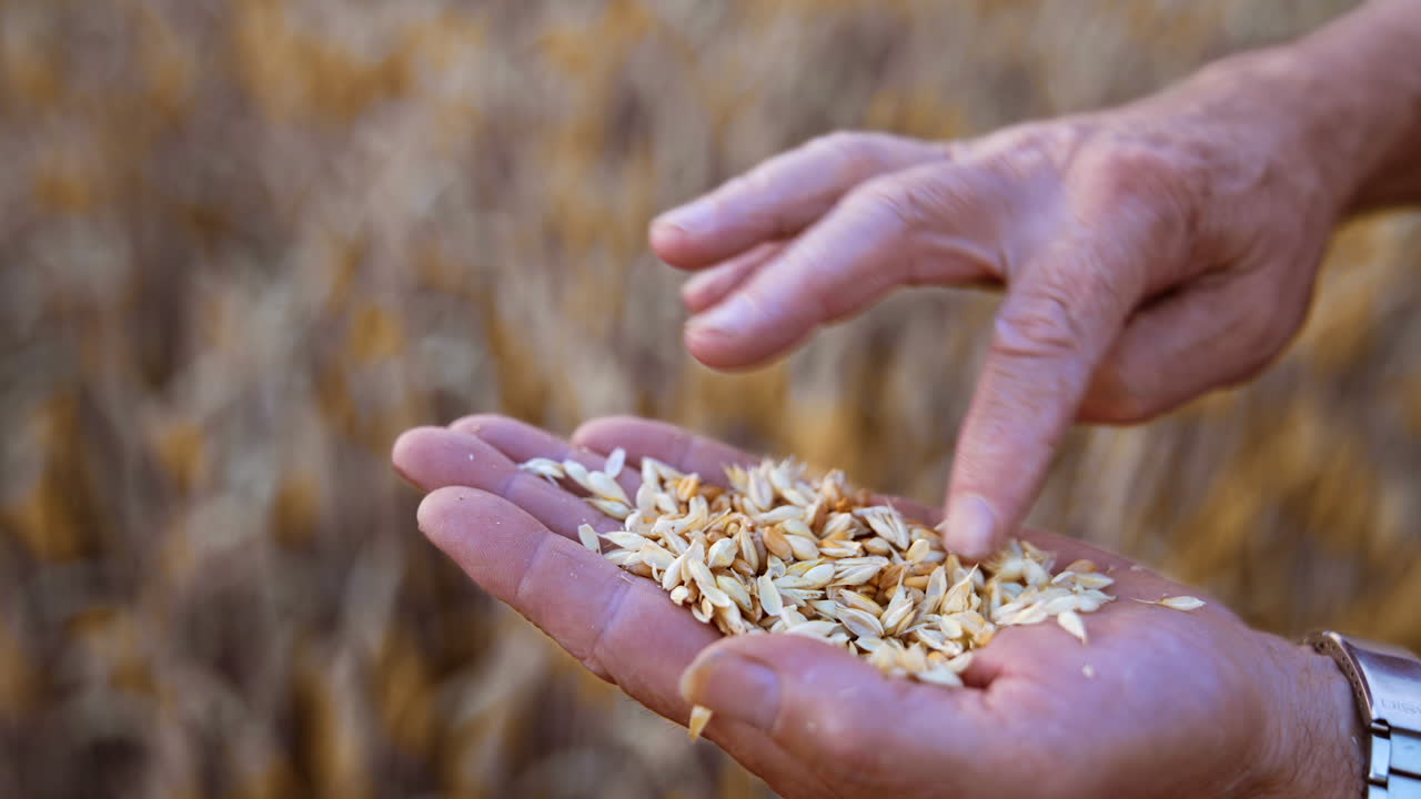 Dry ripe wheat grain on the palm of unrecognized man. Checking the corn for ripeness in the field. Close up.