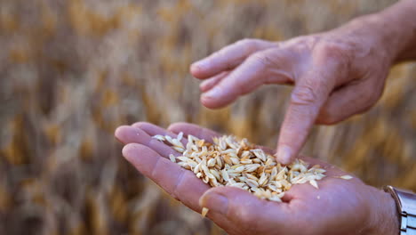 dry ripe wheat grain on the palm of unrecognized man. checking the corn for ripeness in the field. close up.