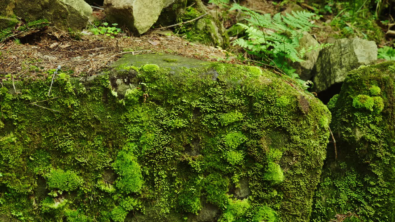 Green Moss On A Large Rock In The Forest