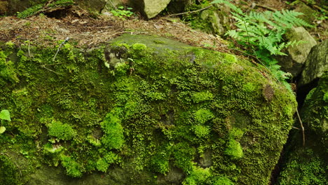 Grünes-Moos-Auf-Einem-Großen-Felsen-Im-Wald