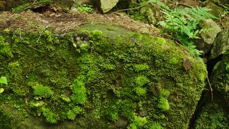 green moss on a large rock in the forest