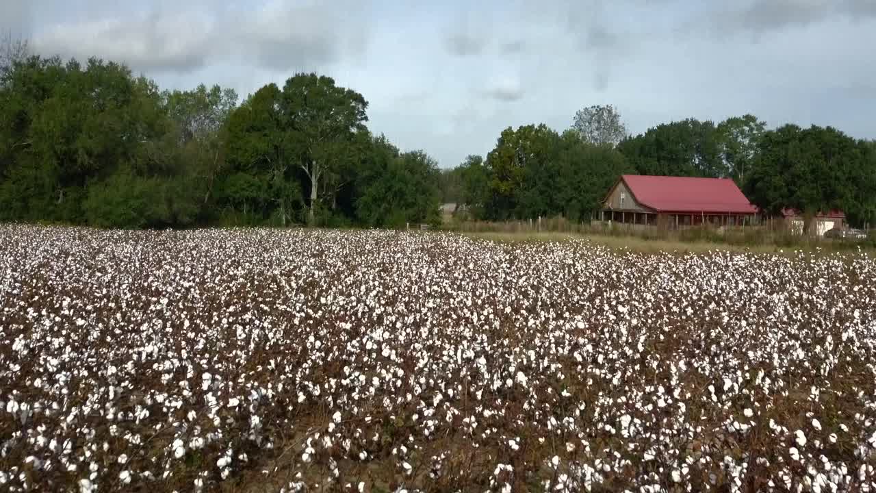 volando sobre un campo de algodón en el sur de alabama-1