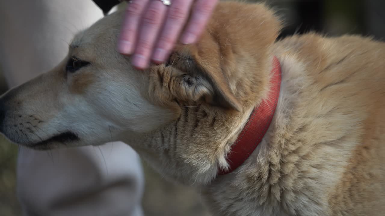 Female petting a dog in an animal shelter