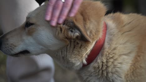 female petting a dog in an animal shelter