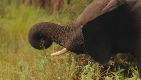 elephant in savanna