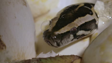 macro close up of python snake being born