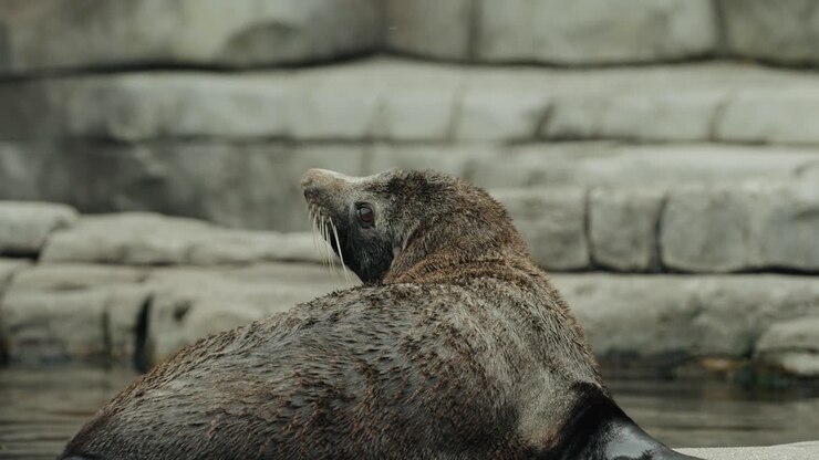 una foca che si rilassa su una pietra al rallentatore