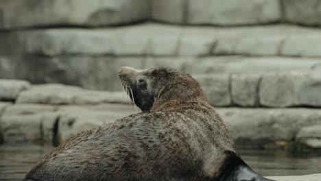 Una-Foca-Relajándose-Sobre-Una-Piedra-En-Cámara-Lenta