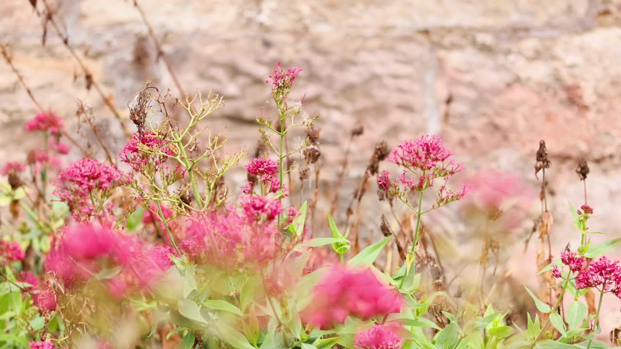 핑크 센트란투스 루버 꽃과 상호 작용하는 나비