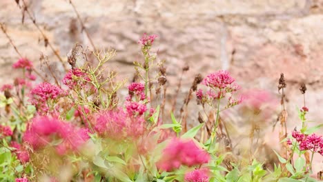 butterfly interacting with pink centranthus ruber flowers