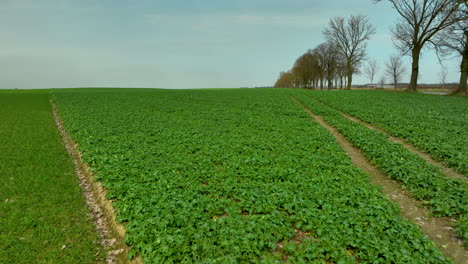 Field-with-green-crops-and-bare-trees-on-the-horizon