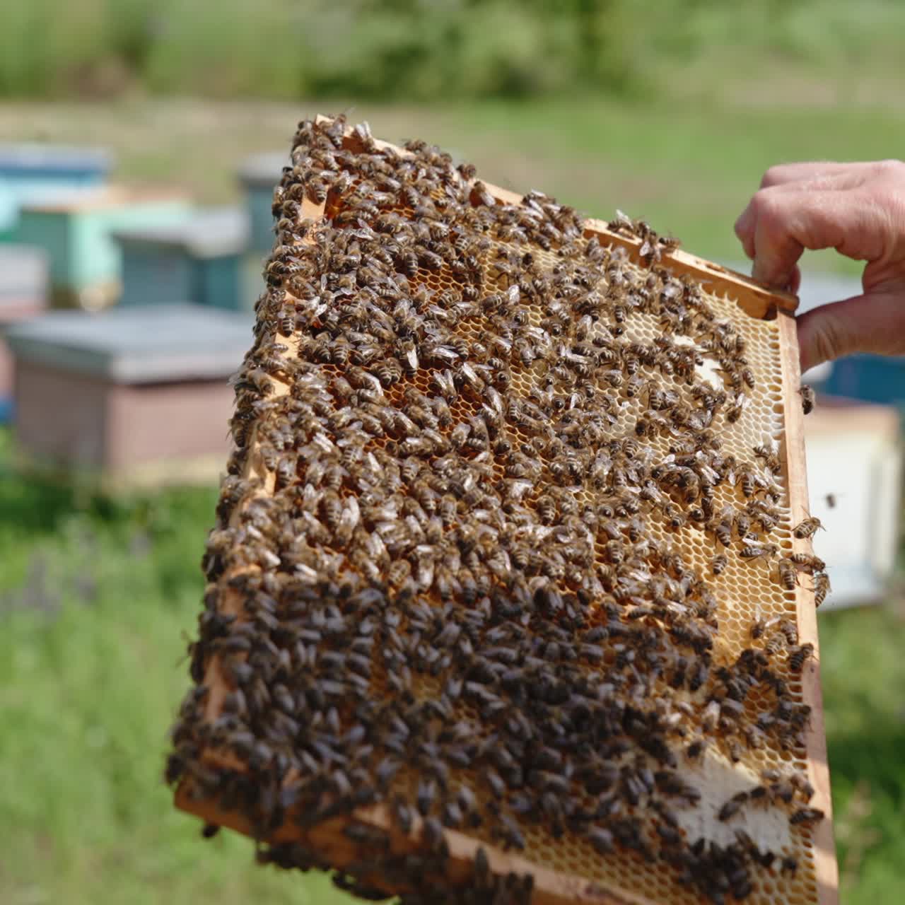 Bare male hands hold the frame covered with bee colony. Honey insects crowding over the honeycombs. Close up. Apiary backdrop in blur
