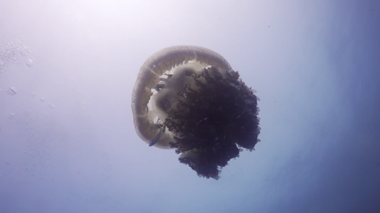 medusas de rizostoma gran tiro apuntando hacia la superficie con silueta de sol a mitad del agua en el sitio de buceo en koh tao, tailandia