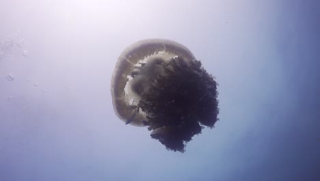 Medusas-Rizostomas-Tiro-Ancho-Apuntando-Hacia-La-Superficie-Con-Silueta-De-Sol-A-Mitad-Del-Agua-En-El-Sitio-De-Buceo-En-Koh-Tao,-Tailandia