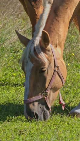 caballos pastando en el campo
