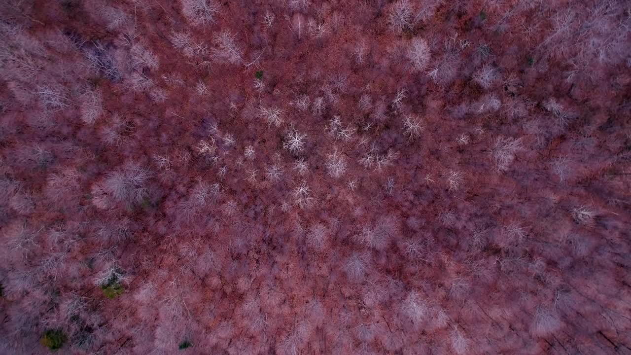 가을 동안 캐나다 숲