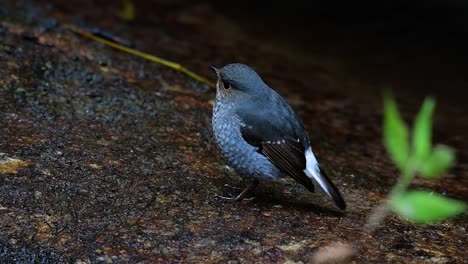 this female plumbeous redstart is not as colourful as the male but sure it is so fluffy as a ball of a cute bird