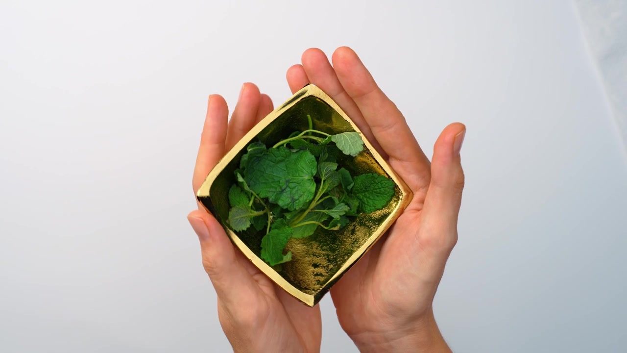 Hands holding golden bowl filled with lemon balm leaves. Two hands supporting small gold dish with green melissa foliage, clear light background.