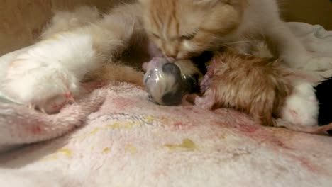 watch as a mother cat tenderly cleans her newborn kittens, removing birth membranes and stimulating their first breaths. this intimate footage captures the beautiful first moments of feline motherhood