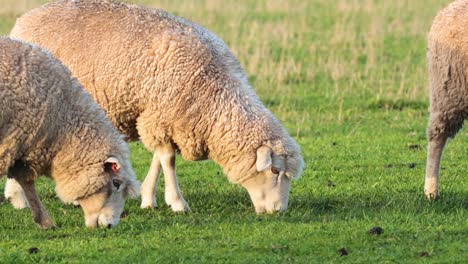 ovejas comiendo hierba en un campo exuberante