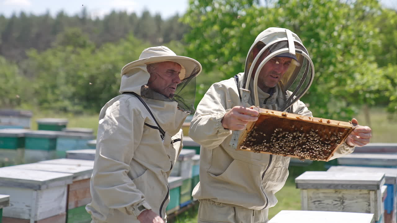 Beekeepers co-working in the apiary. Men in protective outfits checking up the honey frame coated with bees. Numerous bees swarming around. Blurred backdrop.