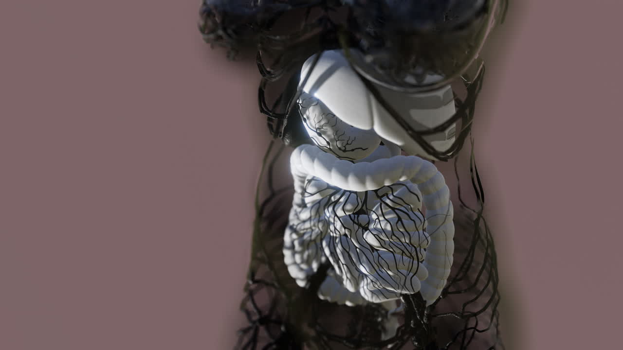 прозрачное человеческое тело с видимой пищеварительной системой