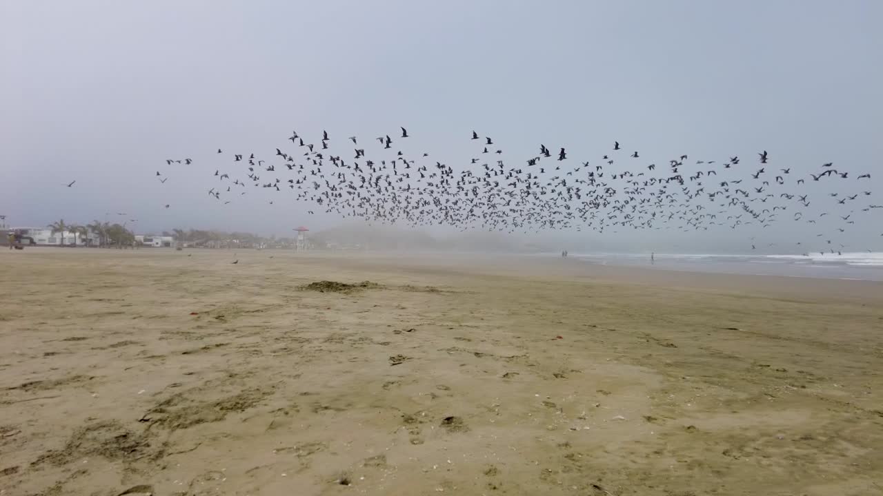 Bird Migration, Flock Of sea Birds Flying On a Sandy Shore. south america.