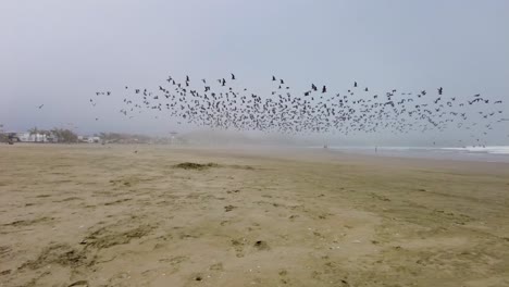 bird migration, flock of sea birds flying on a sandy shore. south america.