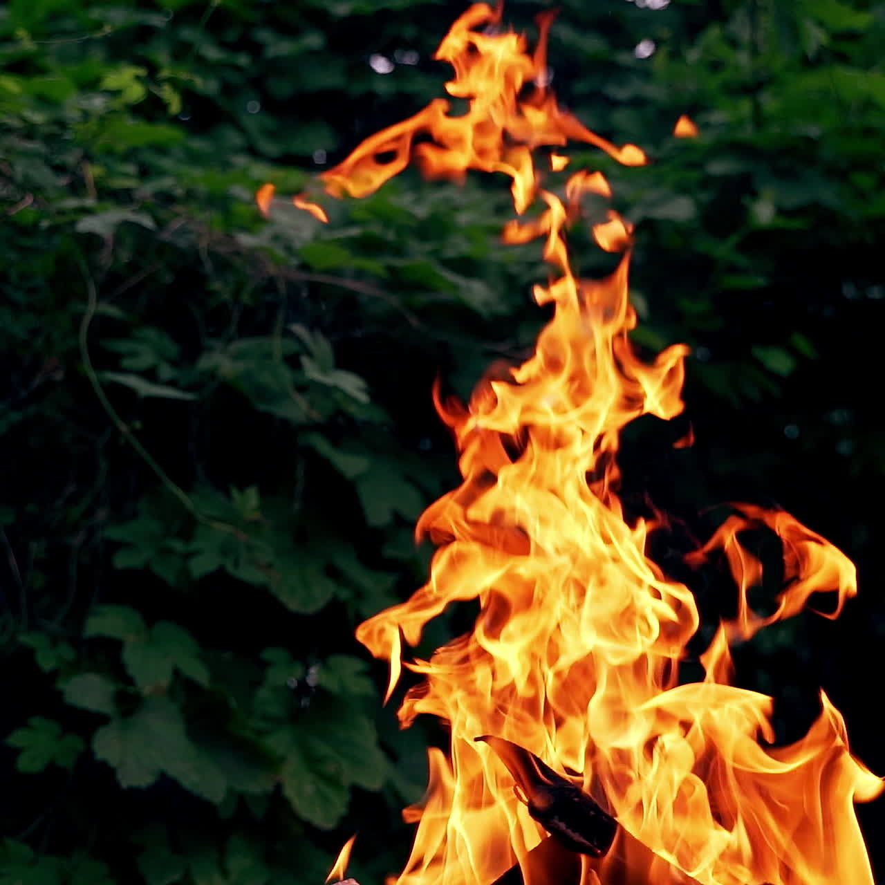 Burning bonfire in the forest. Burning Wood. Slow motion