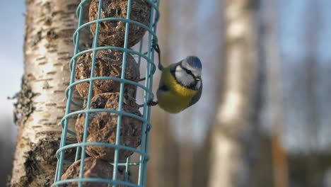 closeup view of small eurasian blue tit bird holding on garden feeder, day