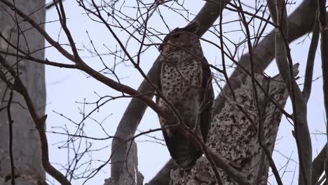 Looking-to-the-left-as-seen-through-twigs-then-moves-up-a-branch-and-flies-away,-Spot-bellied-Eagle-Owl-Ketupa-nipalensis,-Thailand