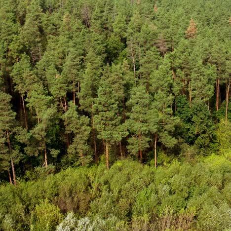 summer woodland. green mixed trees in the forest. beautiful landscape of nature in bright daytime. aerial view.