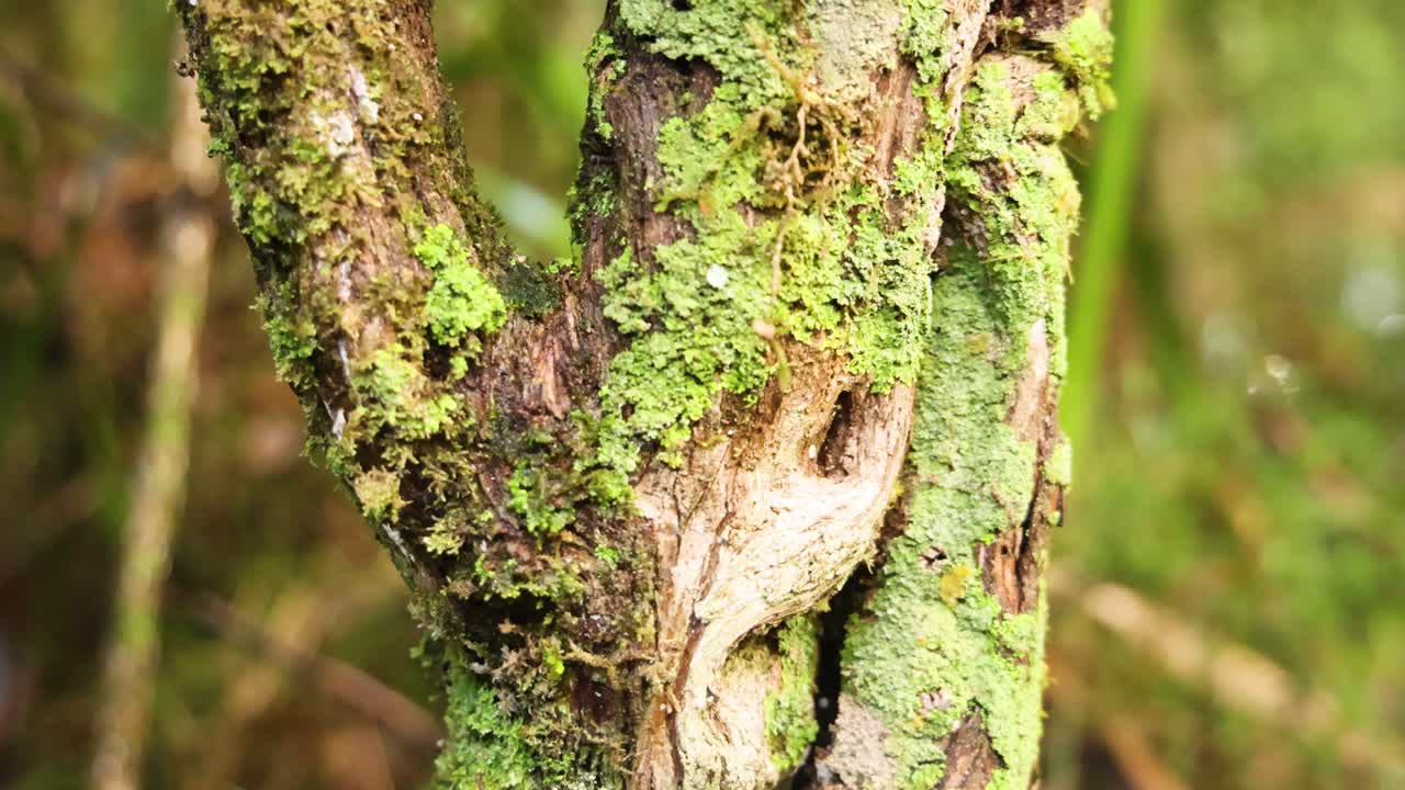 Close-up of tree trunk with moss and lichen