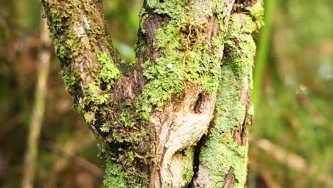 close-up of tree trunk with moss and lichen