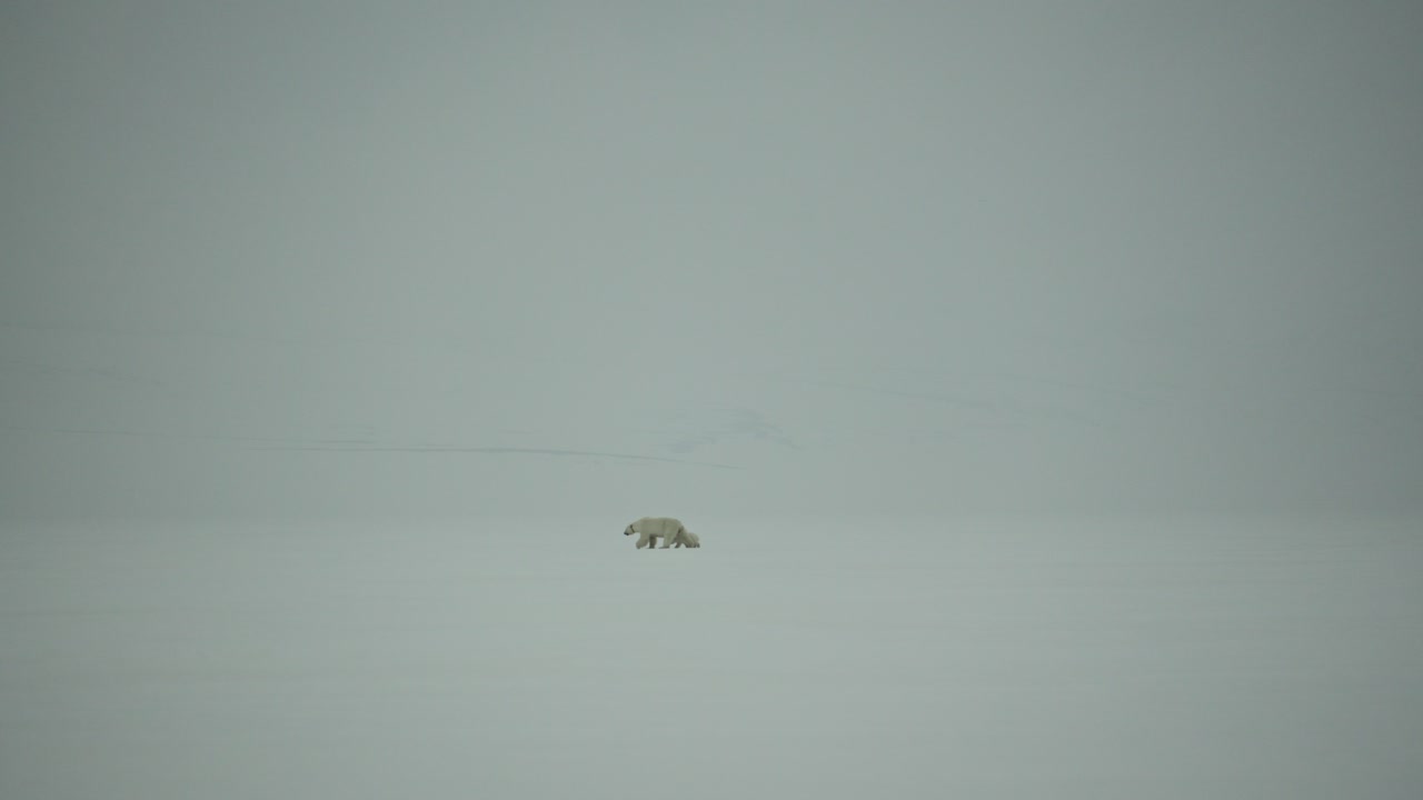 A mother Polar Bear and her Cub move across a blank icy landscape in Svalbard