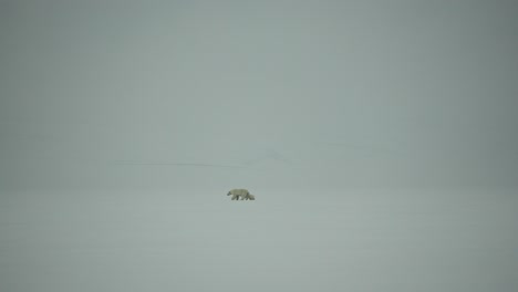 a mother polar bear and her cub move across a blank icy landscape in svalbard