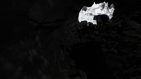 polar bear in a cave