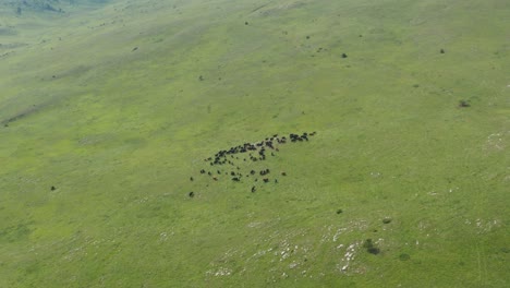 Luftaufnahme-Der-Grünen-Alm-Des-Jadovnik-Berges-Mit-Weidenden-Und-Ruhenden-Tieren---Luftdrohnenaufnahme