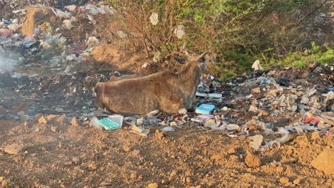 a cow become's sick after conumption of plastic bag is sitting on burning garbage dump yard or a land fill site in india