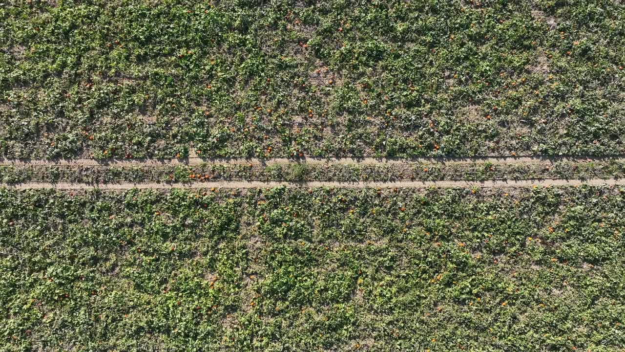 Pumpkin Farm field during sunny day in american countryside. Aerial top down flyover.