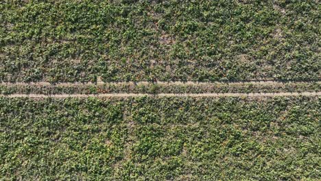pumpkin farm field during sunny day in american countryside. aerial top down flyover.