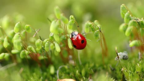 close-up wildlife of a ladybug in the green grass in the forest