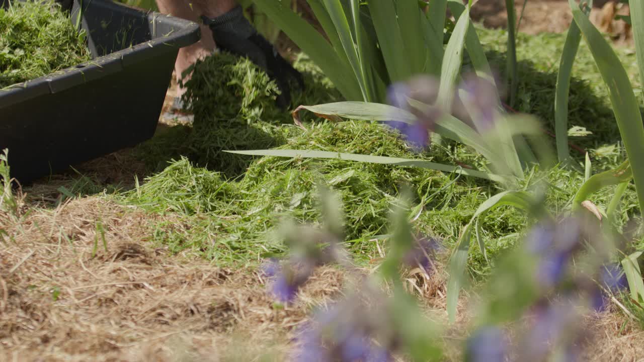 jardinero que utiliza recortes de hierba como mantillo en las plantas de jardín