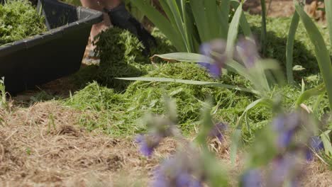 gardener using grass clippings as mulch in garden plants