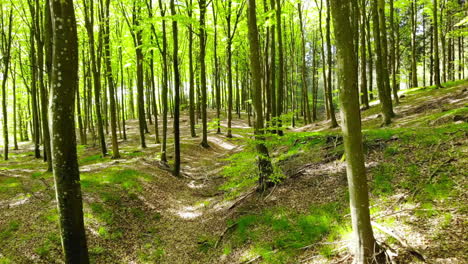 escena del bosque de primavera