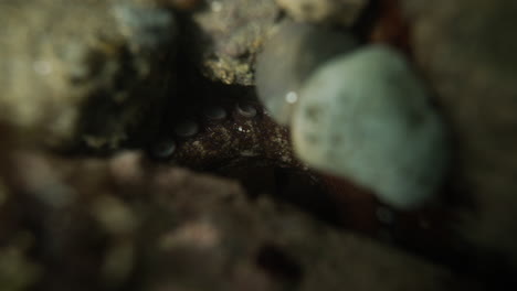 underwater shot tracking down towards a octopus camouflaged between rocks