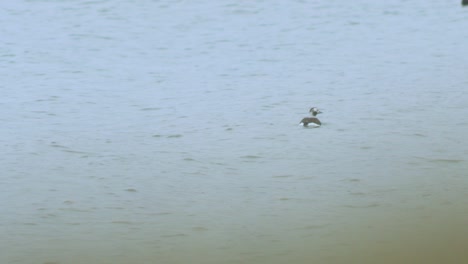 Pato-De-Cola-Larga-Nadando-En-El-Agua-Y-Buscando-Comida,-Día-Nublado,-Tiro-Medio-Distante