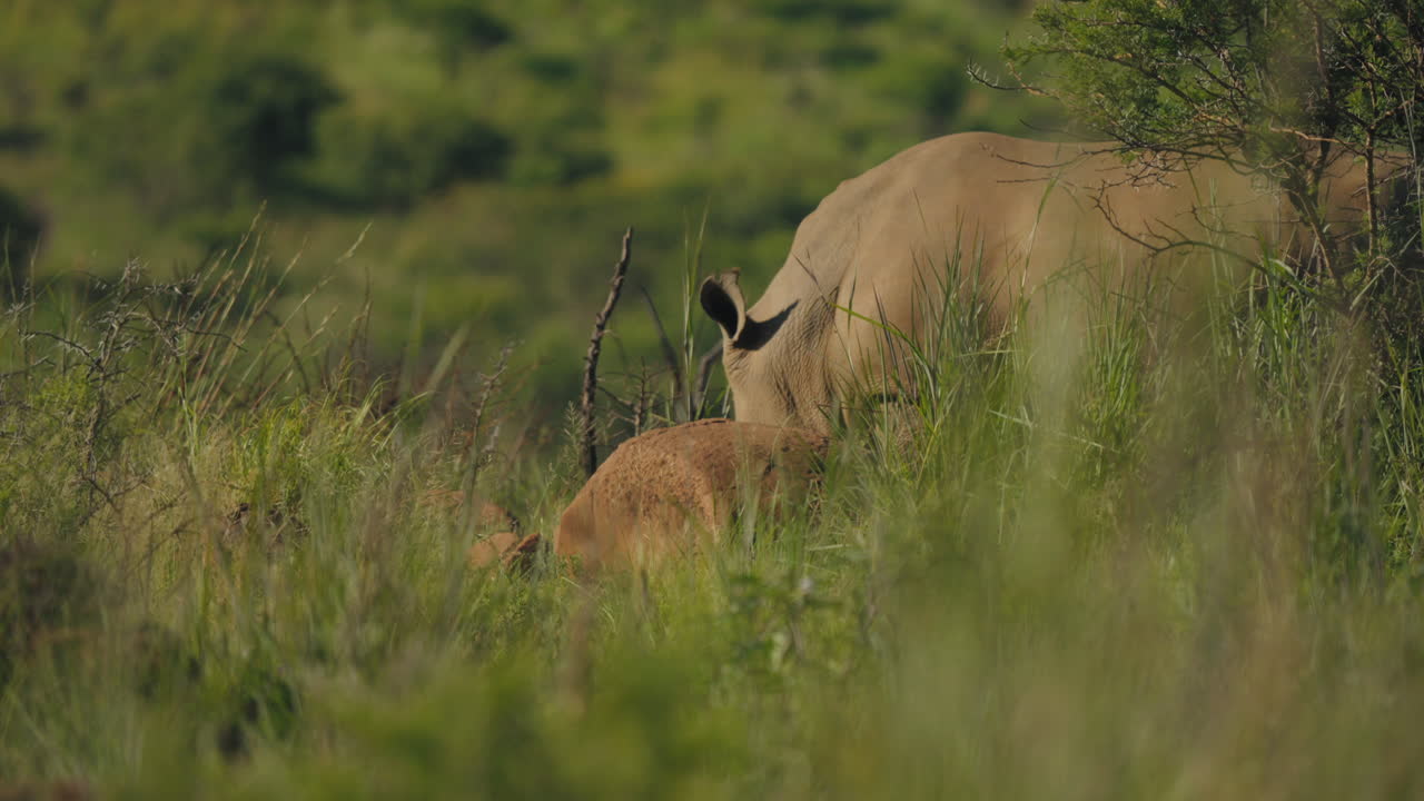 A majestic Rhinoceros in a group of rhinocerose, grazes peacefully in the grasslands of the South African savannah