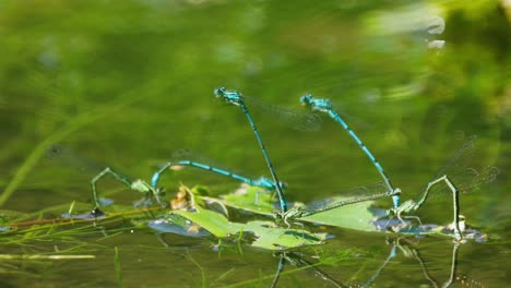 couple of common blue damselflies in mating wheel pose on lake