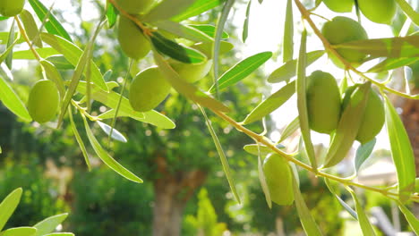 olive tree in the garden view on sunny day